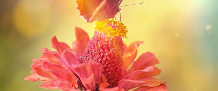 Flügelschlag des Schmetterlings